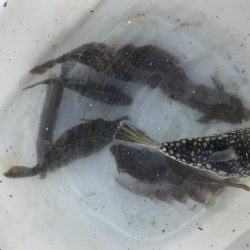 ちびっ子五目釣り