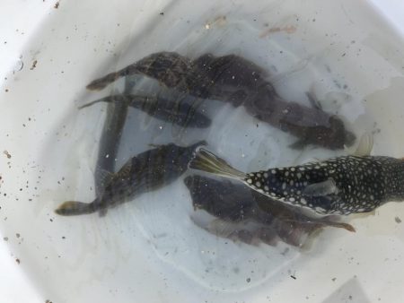 ちびっ子五目釣り