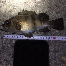 早朝メバリング