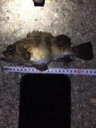 早朝メバリング