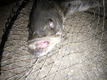 クリスマス・シーバス