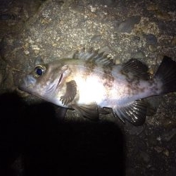 またまたメバリング