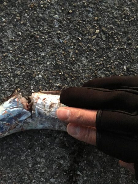 渋いけどまだパラパラ