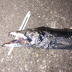 外は爆風、極寒!その中で奴は現れた…