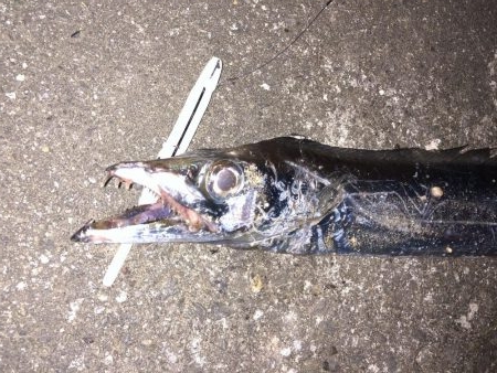 外は爆風、極寒!その中で奴は現れた…