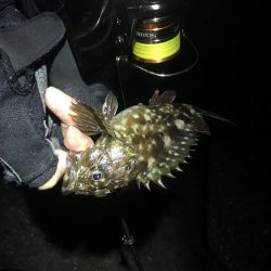 タチウオ不発、ガシラのみ