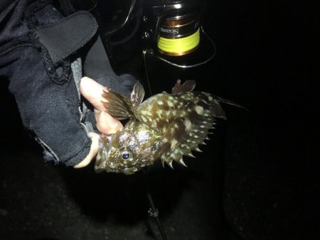 タチウオ不発、ガシラのみ