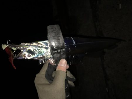 湾奥タチウオ。まだまだシーズン継続か!?