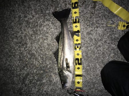 来年もまた！！！