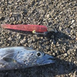 寒すぎてつらいけど