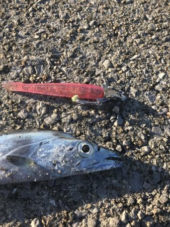 寒すぎてつらいけど