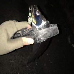 湾奥タチウオ。丁寧に探ればチャンス有り！