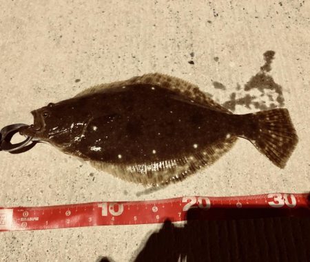 ルアー★港湾で★ヒラメくんGET★