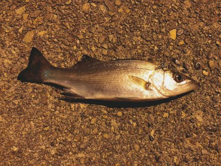 メバルくんを求めて…★