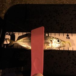 アジは何処に？