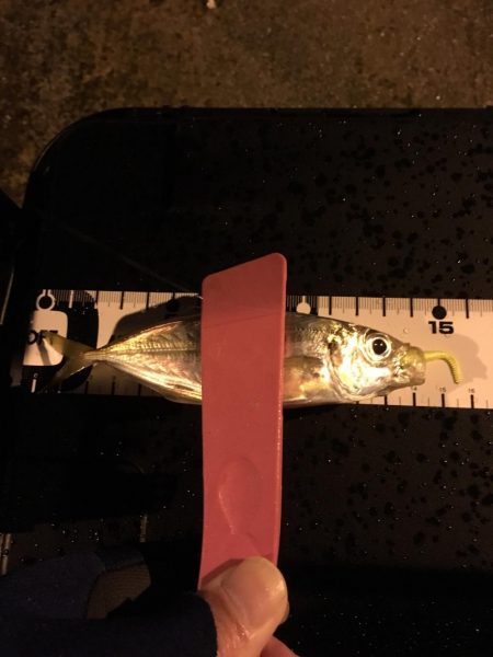 アジは何処に？