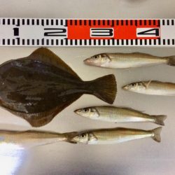 餌が新鮮で安かった！