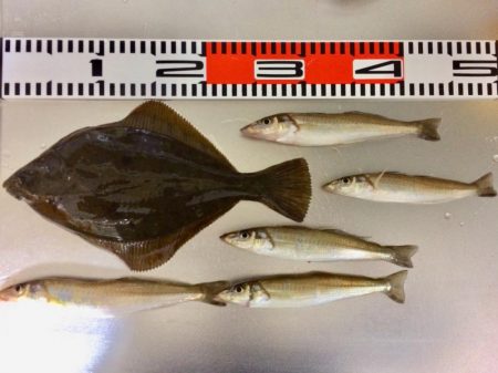 餌が新鮮で安かった！