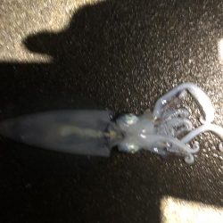 爆風釣行釣り納め