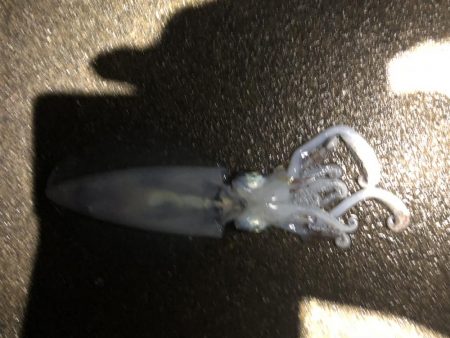 爆風釣行釣り納め