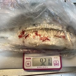 初めてのルアー釣果