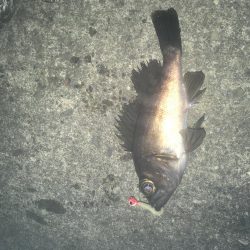 津田港メバリング