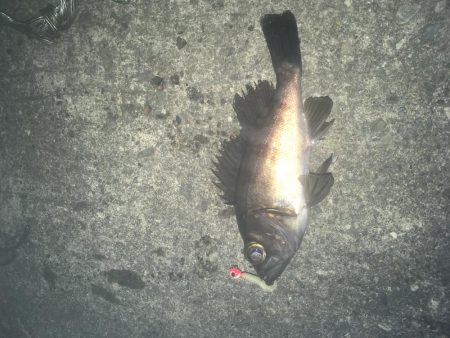 津田港メバリング