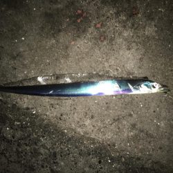 湾奥タチウオ。深ダナが決め手!