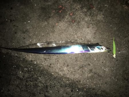 湾奥タチウオ。深ダナが決め手!