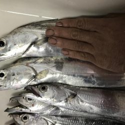 短時間でよく釣れました