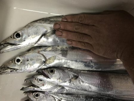 短時間でよく釣れました