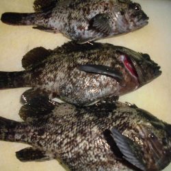 タッチ―の次はガッシーでしょ！？