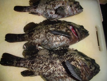 タッチ―の次はガッシーでしょ！？