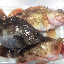 ガッシー20cm↑2匹 黒ソイ18cmくらい獲ったどぉ