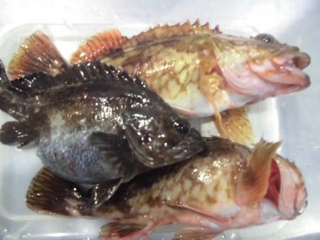 ガッシー２０ｃｍ↑２匹　黒ソイ１８ｃｍくら…