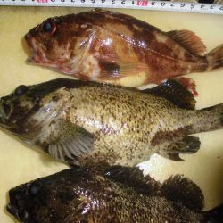 ソイやッ！ソイやッ！ソイやッ！