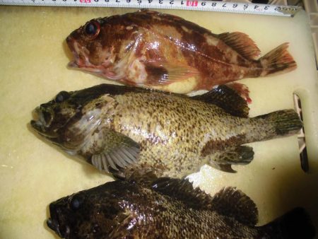 ソイやッ！ソイやッ！ソイやッ！