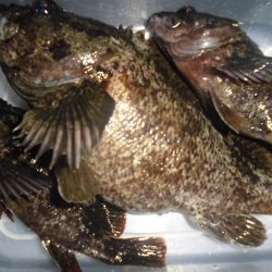 尺黒ソイ獲ったどぉ!