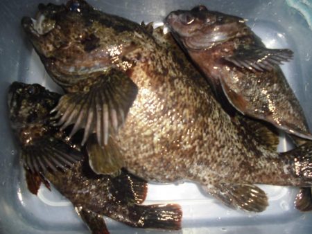 尺黒ソイ獲ったどぉ!