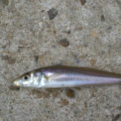 今日は、族でチョイ投げ