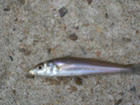 今日は、族でチョイ投げ