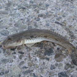 天気がいいが渋い