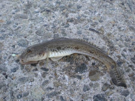 天気がいいが渋い