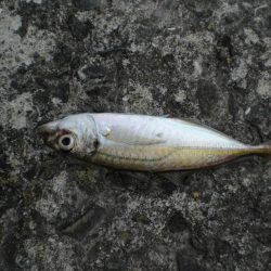 キスがいない？　アジ