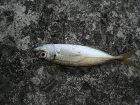 キスがいない？　アジ