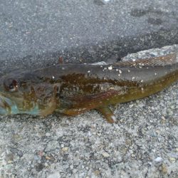 アイナメつれる