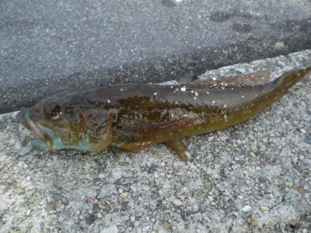 アイナメつれる