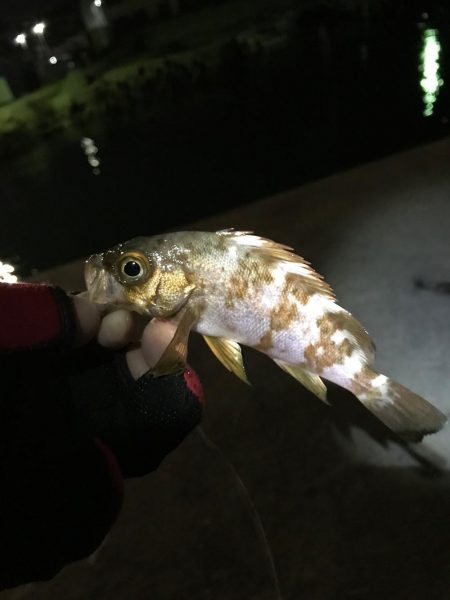 しぶしぶめばる