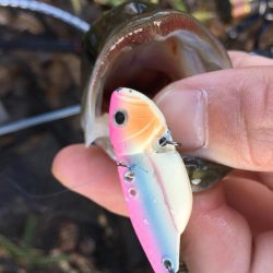 紅葉狩りとバス狩り