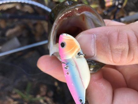 紅葉狩りとバス狩り